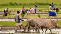 Maharashtra Government Sanctions Rs 1,700 Crore In Aid For Rainfall-Impacted Farmers