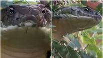 WATCH | 12-Foot-Long King Cobra Rescued In Karnataka, Viral Video Will Give You Chills