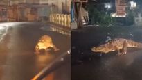 WATCH | Huge Crocodile Seen Strolling On Road In Maharashtra's Ratnagiri After Heavy Rains