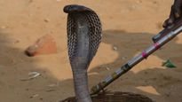 Bizarre: Man In Uttar Pradesh Gets Bitten By Snake Every Saturday; 7 incidents In 40 Days