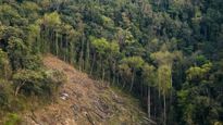 Karnataka: Forest Department To Recover Land In Bengaluru Worth Rs 10,000 Crore