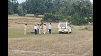 Elephants in Bandhavgarh Not Poisoned; Kodo Millet Identified as Source of Toxicity