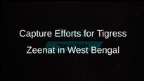 Efforts Underway to Capture Tigress Zeenat Straying into West Bengal from Odisha