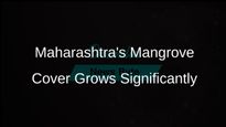 Maharashtra's Mangrove Cover Increases by 1,239 Hectares Over Two Years, Says Ganesh Naik