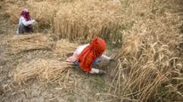 Maharashtra Farmers Must Register For ID To Get Subsidies And Insurance From April 15