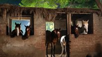 MP Horse Death: Eight Mysterious Deaths In Five Days In Jabalpur Spark National Outcry, PETA Calls For Probe