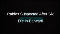 Six Fatalities in Barwani District Linked to Rabies After Unidentified Animal Bites 17 People