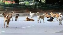 How Kerala Is Grappling With Stray Dog Menace As Govt Under Attack Over Rising Deaths Due To Rabies