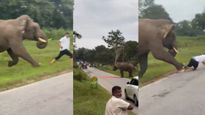 Bandipur Elephant Attack: Wild Tusker Chases Kerala Tourist in Viral Roadside Encounter