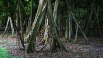 BMC Launches Mangrove Nurseries Initiative In Eksar, Borivali To Mitigate Environmental Impact
