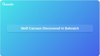 Wolf Carcass Found in Bahraich Amid Rising Concerns Over Attacks on Villagers