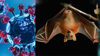 Nipah Virus Update: WHO Says No Travel Curbs Needed - How To Know If You’re Infected?