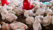Can Loud Music Kill? 140 Chickens Die After Wedding DJ Blasts Sound In UP
