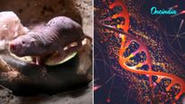 Scientists Discover Naked Mole Rat Gene That Helped Mice Live Longer; Could Human Trials Be Next?