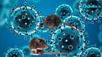 One US Citizen Tests Positive For Hantavirus After Deadly Cruise Ship Outbreak: What Are Its Symptoms?