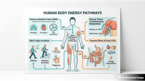Metabolism and Weight Loss: How Energy Use Shapes Fat Reduction