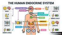 Hormonal Balance: Why It Matters for Mood, Sleep, and Weight