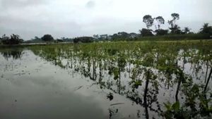 জল যন্ত্রণায় নাকাল ইছামতির দুইপারের গ্রামের মানুষ