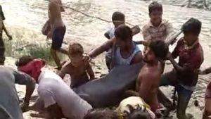বিরল প্রজাতির ডলফিন উদ্ধার সুন্দরবনে