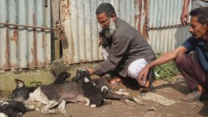 অজ্ঞাত কারণে ধূপগুড়িতে মৃত্যু শতাধিক কুকুরের, চাঞ্চল্য এলাকায়