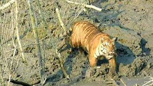 বাঘের ম্যারাথন দৌড় দেখল সুন্দরবন, চাঞ্চল্য সোশ্যাল মিডিয়ায়