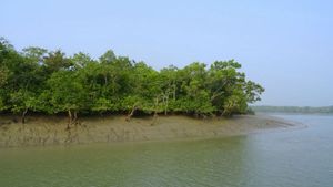 বড় বানের কারণে নদী-সমুদ্রের জল বাড়ার আশঙ্কা! প্লাবনের আশঙ্কায় সুন্দরবন এলাকাতে চলছে প্রচার