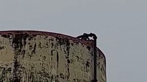 ভবঘুরে যুবকের কান্ডকারখানায় তোলপাড় হাওড়া! উদ্ধারে দমকল-ল্যাডার-বিপর্যয় মোকাবিলা দফতরের কর্মীরা 
