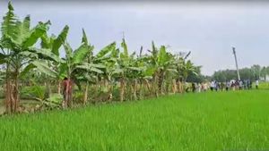 কালিয়াগঞ্জের ঘটনায় মমতার ইস্তফা দাবি লকেটের! চরম হুঁশিয়ারি সিডিউল কাস্ট কমিশনের