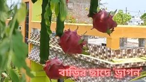 Dragon Fruit Tree: ইউটিউব দেখে বাড়ির ছাদে ফলছে ড্রাগন ফ্রুট! মলয় রায়ের কীর্তি অবাক করবেই 