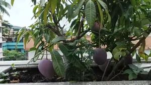 Siliguri Mango: এক কেজি আমের দাম প্রায় ৩ লক্ষ টাকা, বাড়ির ছাদে সেই আম ফলিয়ে চমক শিলিগুড়ির ব্যবসায়ীর