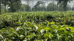 Heat Wave effect Tea Farming: দহনে পুড়ে যাচ্ছে কচি পাতা, চা-য়ের কাপে টান পড়ার শঙ্কা
