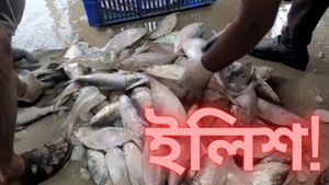 Hilsa Fish in Digha Mohana: দিঘার মোহনায় টন টন ইলিশ, ওজন এক কেজিরও বেশি! দাম কমল অনেকটাই 
