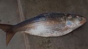 Hilsa Fish: উলুবেড়িয়ার গঙ্গায় উঠল 'সবথেকে বড়' ইলিশ! ভাগ্য খুলে গেল এই মৎস্যজীবীর
