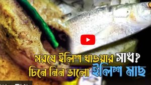 Hilsa Fish: কীভাবে চিনবেন টাটকা ইলিশ? কোন ধরণের মাছে স্বাদ বেশি? জানালেন নগেন্দ্রনবাজারের ব্যবসায়ীরা
