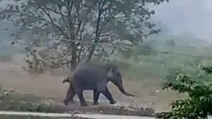 সপ্তমীর সকালে কালচিনিতে লোকালয়ে ছুটছে বিশাল গজরাজ, কী হল তারপর