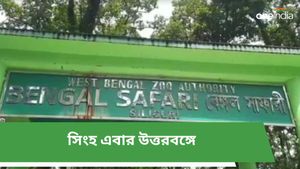 Siliguri: শিলিগুড়িতে এবার জঙ্গলের রাজা, বেঙ্গল সাফারি পার্কে সিংহ আসছে জানুয়ারি মাসে