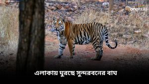 Sundarbans: ছাগলের টোপের কাছেও যায়নি, গর্জন করে এলাকায় ঘুরছে সুন্দরবনের বাঘ