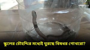 স্কুলের মধ্যেই একাধিক গোখরো সাপের বাসা?  কোথায় ঘটল এমন ঘটনা? 