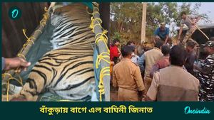 Tigress Zeenat: ৮ দিন পর বাগে এল বাঘিনী, জেলা সফরে বেরিয়ে বাঁকুড়া থেকে খাঁচাবন্দি জিনাত