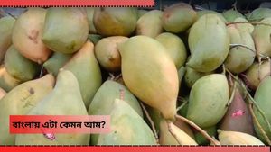 North Bengal News: অদ্ভুত দেখতে, শীতের বাংলা মজেছে এক 'বিদেশি' আমে! খেয়েছেন আপনি?