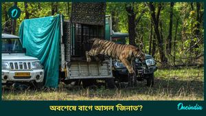 Tigress Zeenat: একা মাইলের পর মাইল হেঁটে চলা 'জিনাত'কে বাগে আনা গেল! উত্তর খুঁজছে বন দফতর