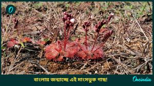 আমাজনের জঙ্গলে পাওয়া যাওয়া প্রাণী খেকো উদ্ভিদের সন্ধান মিলল বাংলার জঙ্গলে! কোথা থেকে সোনামুখীতে এল?