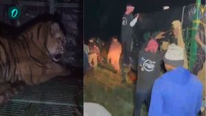 Tiger: কুলতলিতে অবশেষে ধরা পড়ল বাঘ মামা, ছাগলের টোপেই শেষমেশ খাঁচাবন্দি