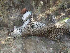 એક જગ્યા દિપડા થયો બચાવ તો એક જગ્યા થયું મોત