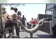 VIDEO: ગુજરાતના હાઇવે પર દેખાયો મગર, કાબુ કરતા થાકી રેસ્ક્યુ ટીમ 