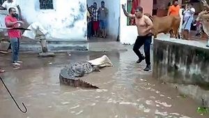 પૂર આવવાથી વડોદરા શહેરમાં મગરો જોવા મળ્યા, અત્યાર સુધીમાં 25 પકડાયા 
