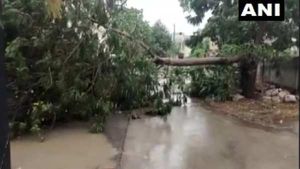 Cyclone Tauktae: વાવાઝોડા તૌકતેએ વેર્યો વિનાશ, ક્યાંક વૃક્ષો ધરાશાયી તો ક્યાંક વિજળી ડુલ