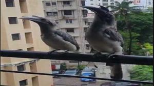 આઠ દાયકા બાદ ગીરના જંગલમાં પાછા ફર્યા ઇન્ડિયન ગ્રે હોર્નબિલ