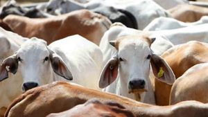 cow trafficking : ગાયની તરસ્કરી પર બોલ્યા જજ, ગાય વિલુપ્ત થઇ તો, બ્રહ્માંડનું અસ્તીત્વ નહીં રહે