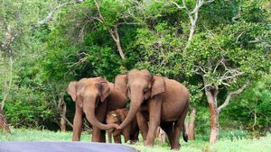 Ivory Trafficking : 13.9 કિલો વજનના હાથીદાંત સાથે 4 ઝડપાયા, કિંમત જાણી આવી જશે ચક્કર